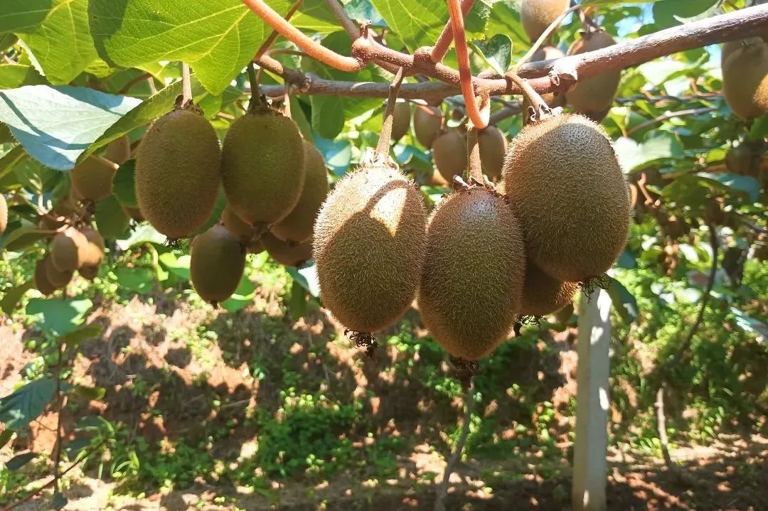 0b2fe94340fe516344dd0313f6eec0eb.jpg 图3.jpg